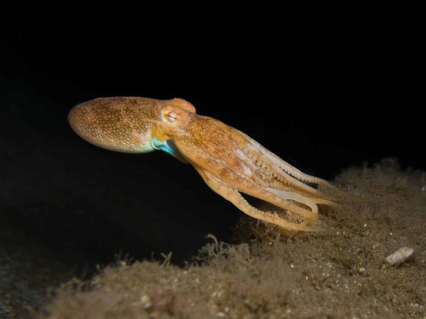 Comment renforcer les appuis pour un lanceur de poids en vue d'une meilleure propulsion?